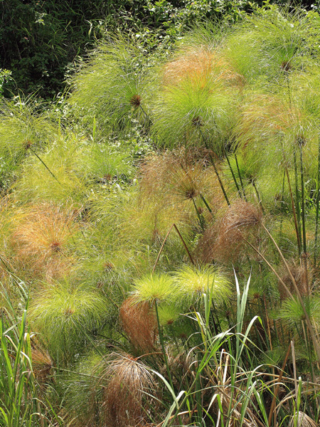 Papyrus,Sedge,Cyperus papyrus