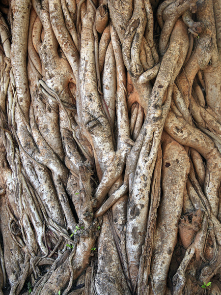 Tree,Kitgum