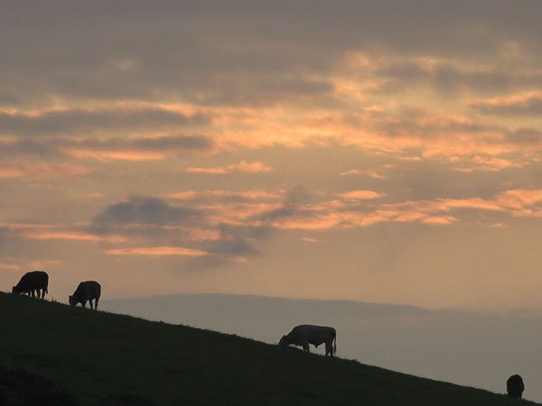 Cow,Sunset