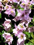 Bougainvillea