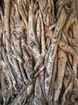 A Tree - Kitgum