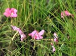 Cycnium tubulosum Ishasha