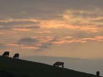 Cow, Sunset
