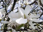 Magnolia