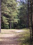 Holkham Pines