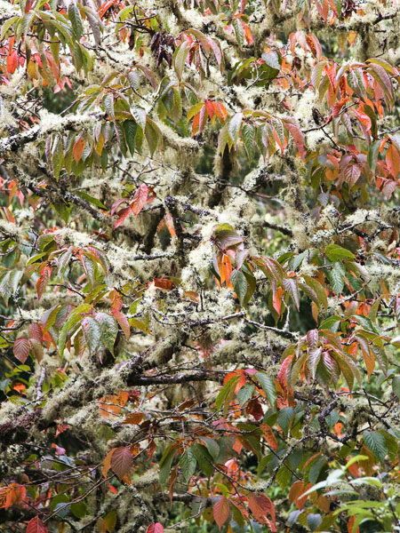Lichen,Leaves,Tree