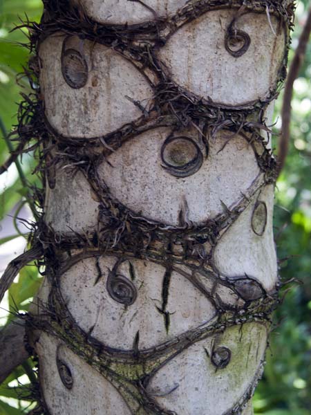 Trunk,Hothouse,Torre Abbey