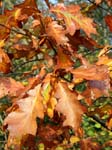 Turkey Oak