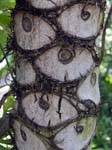 Trunk Eyes