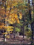 Trees, Stubhampton Bottom, Ashmore