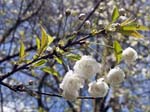Cherry Blossom