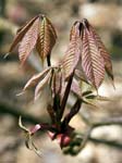 New Leaves