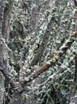 Lichen Lower Moors