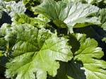 Green Leaves