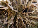 Roots