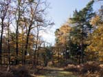 Bolderwood