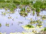 Old Saltpan Pond