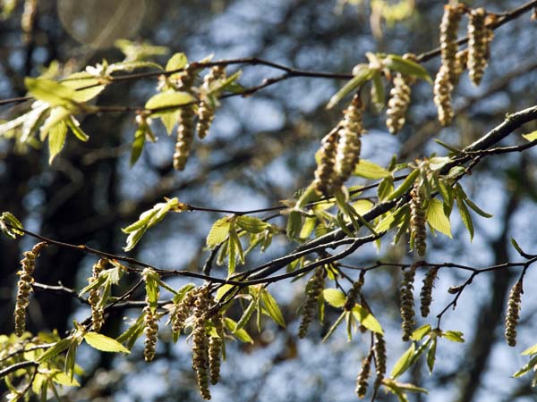 Catkins,Plant,Staunton Country Park