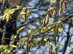 Catkins Staunton Country Park