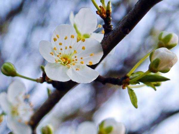 Flower,Blossom