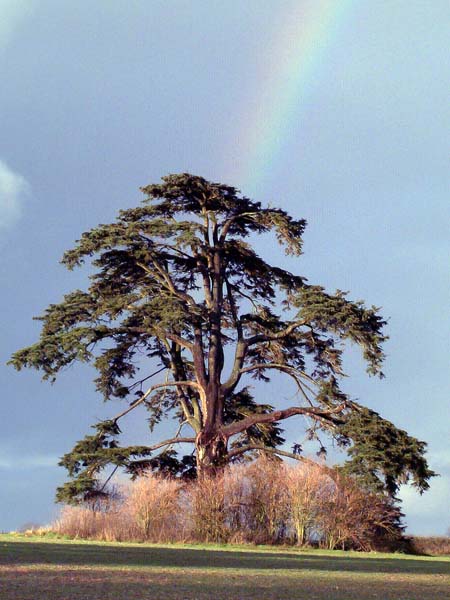 Witchampton,Cedar,Tree