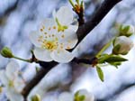 Blossom