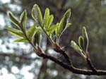 New Shoots - Cannon Hill