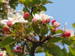 Plum, Gorley Common