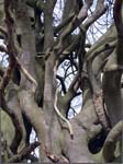 Beech Tree