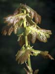 Oak