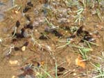 Tadpoles in Hatchet Pond