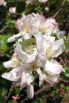 Apple Blossom