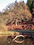 Linford Bottom