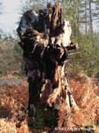 Tree Stump - Bolderwood