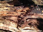 Tree Stump - Bolderwood