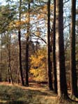 Bolderwood