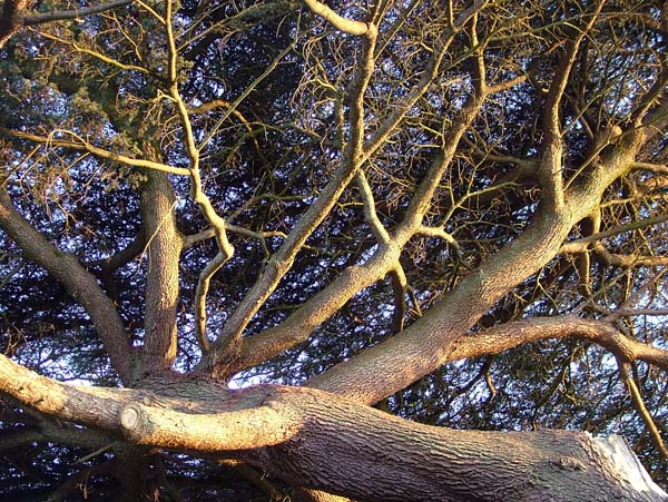 Wimborne,Kingston Lacy Estate,Cedar,Branches,Trees