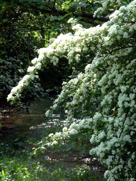 Tarrant Monkton,Hawthorne,May,Blossom