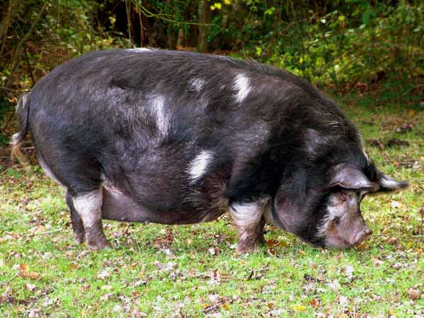 Fritham,Eyeworth,Animal