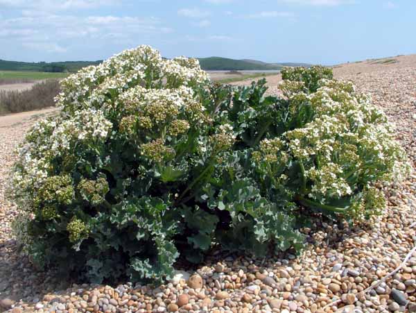 Abbotsbury Beach,Crambe maritima