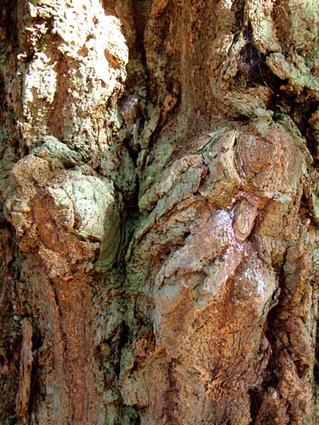 Tree,Bark