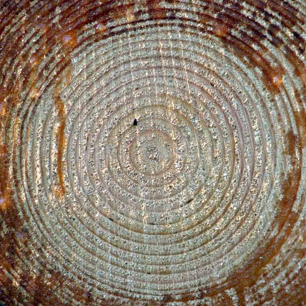 Log