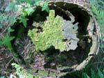 Hollow Stump Priors Copse