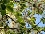 Willow Seeds