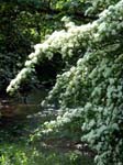 May  - Tarrant Monkton