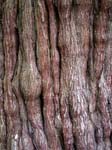 Bark