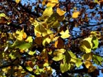 Beech Leaves