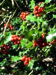 Holly Berries