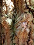 Bark