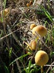 Little Fungi